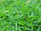 Australian Grass