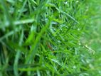 Australian Grass