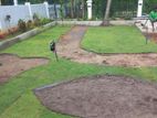 Australian Grass