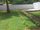 Australian Grass