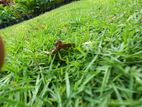 Australian grass