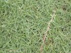 Australian Grass