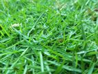 Australian Grass