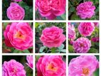 Rose Plants