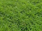 Australian Grass - ඕස්ට්‍රේලියානු තණකොළ