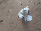 Pigeon