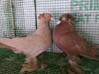 Pigeons