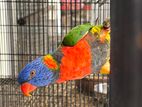 Australian Rainbow Lori
