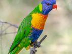 Australian Rainbow Lorikeet Female Bird