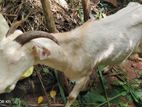 Australian type goat sale