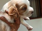 Cocker Spanial