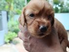 Spaniel Puppies