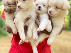 Lion Pomerian Puppies