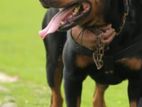 Rotweiler Dog for Stud Crossing