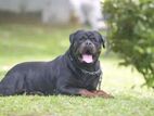 Rottweiler Puppies