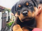 Rottweiler Female Puppy