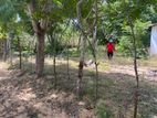 Land for Sale Jaffna