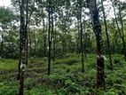 Avissawella Yatiyantota Wallapatta Land For Sale ( Rs - 399)