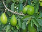 Avocado - අලිපේර