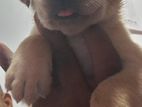 Labrador Puppy