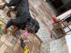 Rottweiler Male