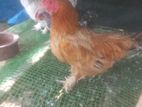 Farm Chickens