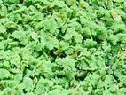 Azolla ඇසොල්ලා Plants