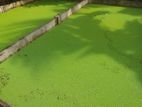 Azolla for Pet Foods