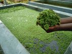 Azolla ඇසොල්ලා ශාක