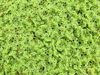 Azolla Asolla