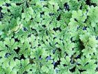 Azolla