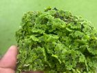 Azolla