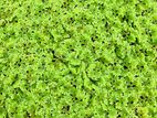 Azolla