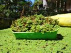 Azolla Pet Food