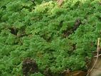 Azolla