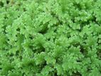 Azolla Plant