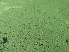 Azolla Plant