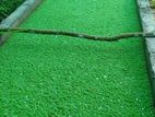 Azolla Seed