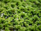 Azolla Seeds and Plants