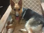 German Shepherd Dog