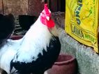 බාරාම කුකුලෙක්