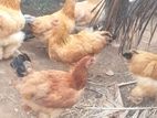 බාරාම කුකුලන් කිකිළියන්