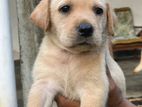 Labrado Puppies