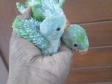Baby Birds