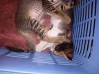 Kittens for Kind Home