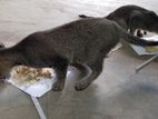 Cat for Kind Home