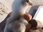 Baby Chicken