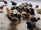 Baby Chicks