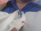 baby cokatale birds