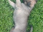 German Shepherd Puppies